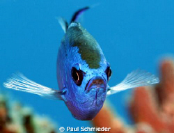 This Blue Chromis was captured in Cozumel using a Canon T... by Paul Schmieder 